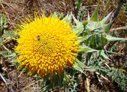 Image of Berkheya glabrata (Thunb.) Fourc.