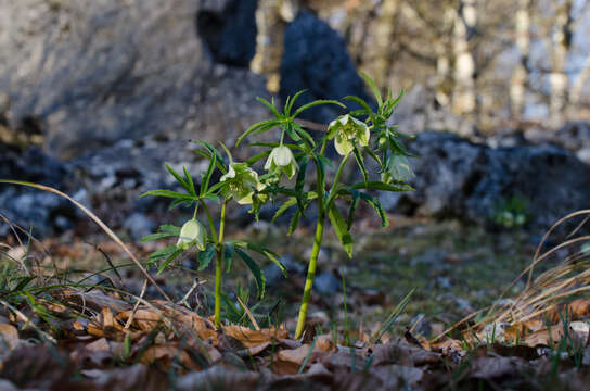 Image of Helleborus viridis subsp. occidentalis (Reuter) Schifner