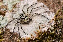 Image of Philodromus margaritatus (Clerck 1757)