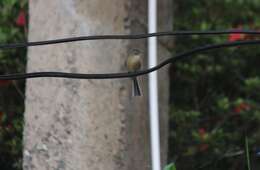 Image of Jamaican Pewee