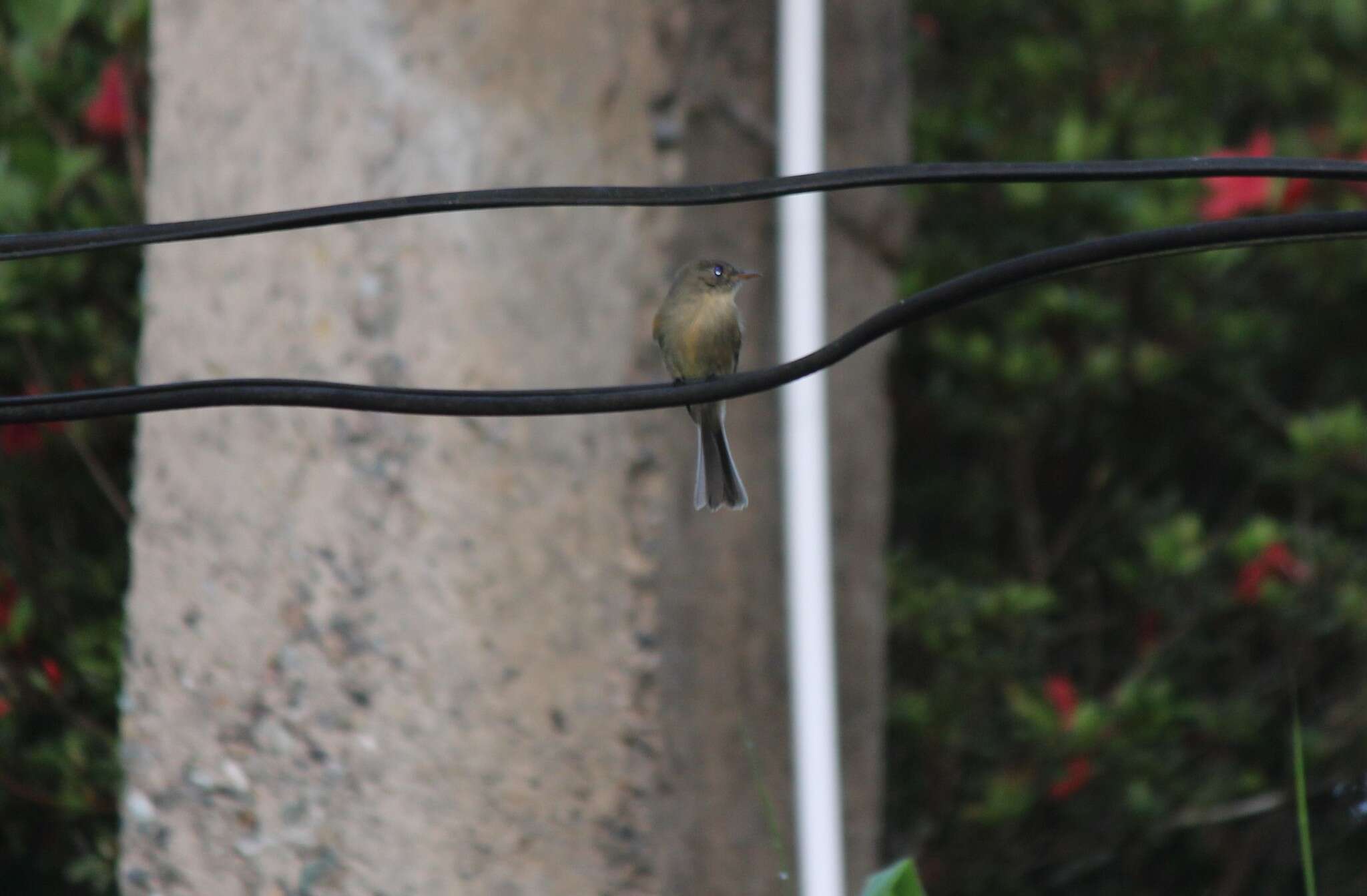 Image of Jamaican Pewee