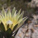 Image de Leucadendron bonum I. Williams