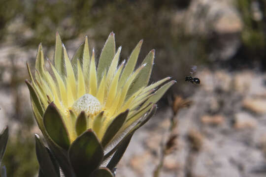 Image of Leucadendron bonum I. Williams