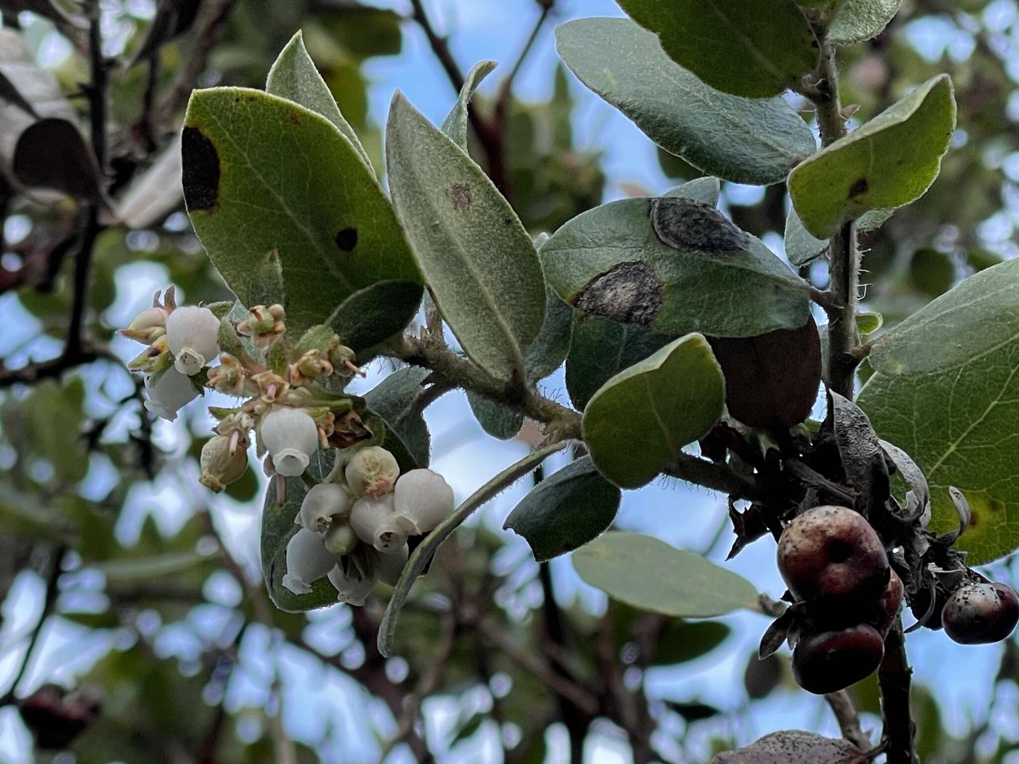 Image of woollyleaf manzanita