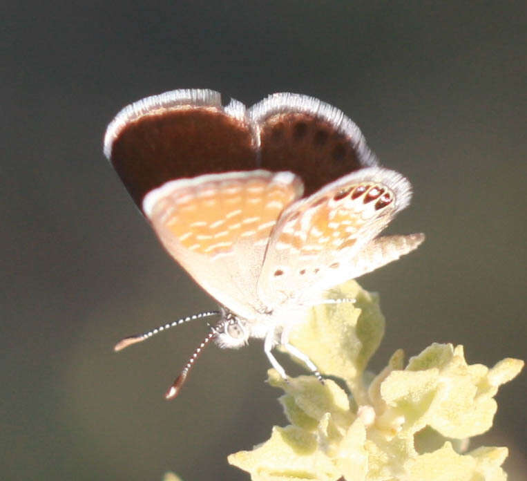 Image of Western pygmy blue