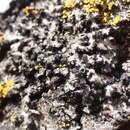 Image of hispid wreath lichen