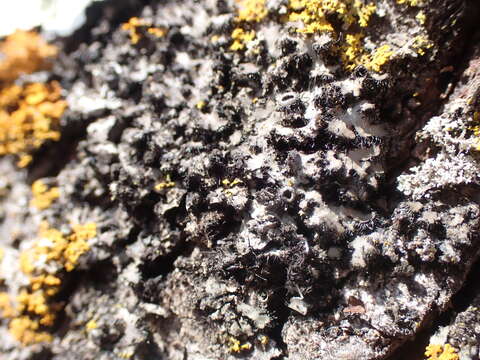 Image of hispid wreath lichen