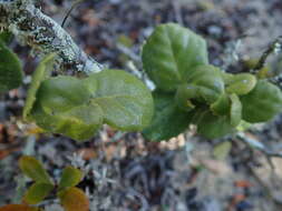 Image of Mystroxylon aethiopicum subsp. aethiopicum