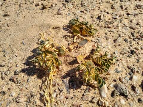 صورة Euphorbia phylloclada Boiss.