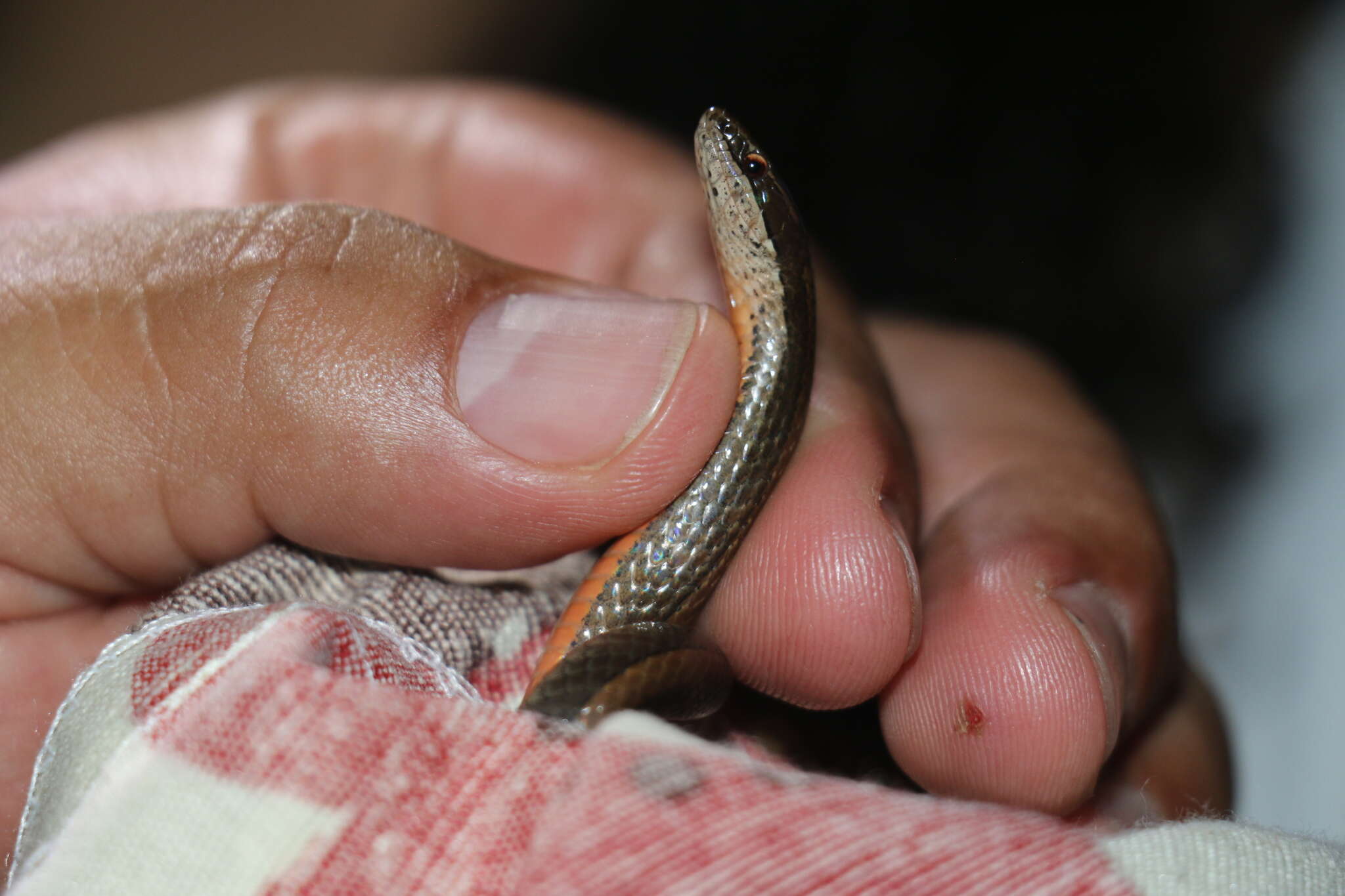 Image of Black-striped Snake