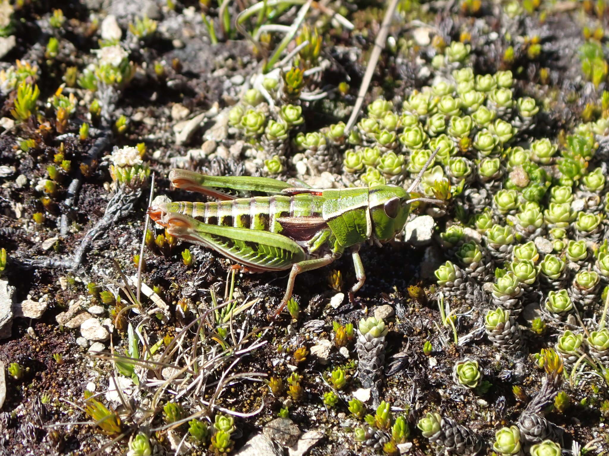 Alpinacris tumidicauda Bigelow 1967的圖片