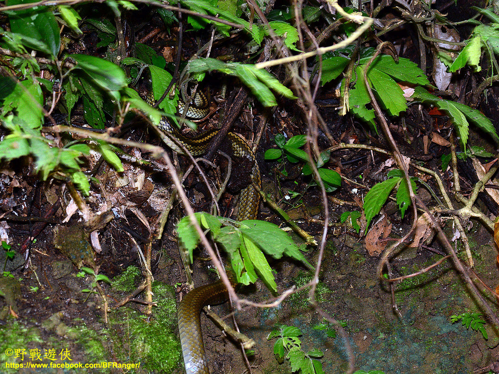 Image of Cantor's rat snake