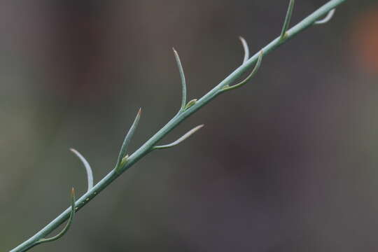 Image of Thesium procerum N. E. Br.