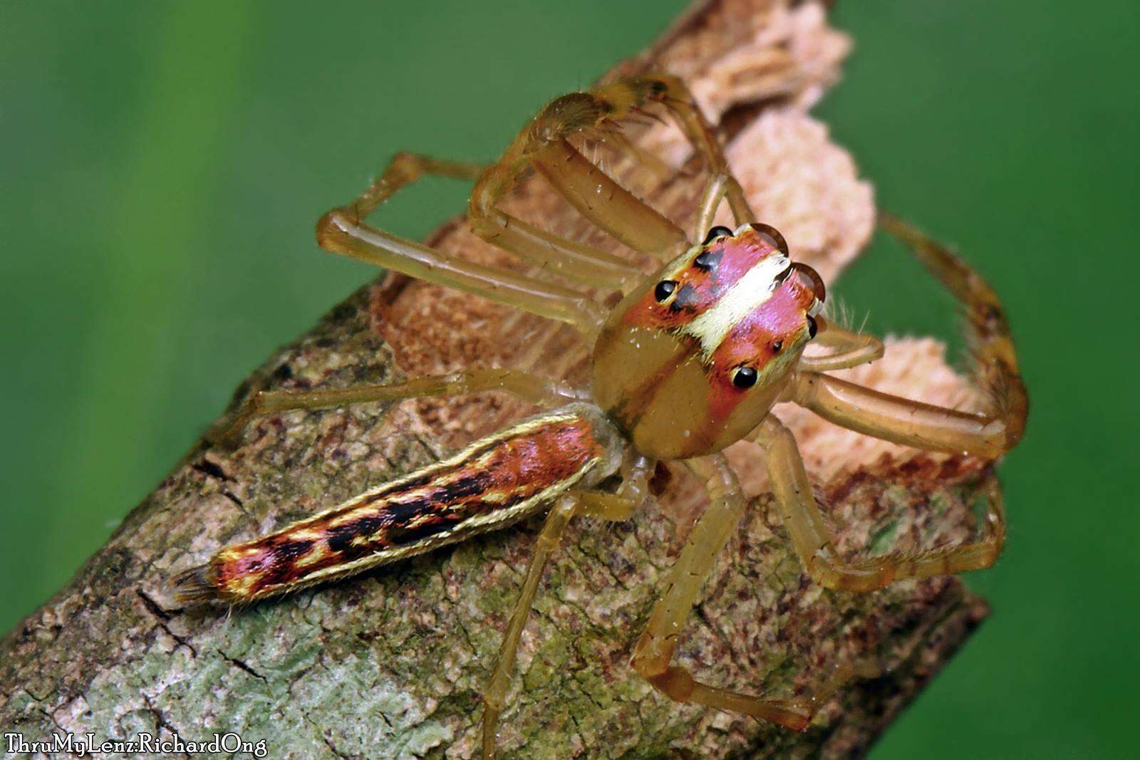 Image of Viciria pavesii Thorell 1877