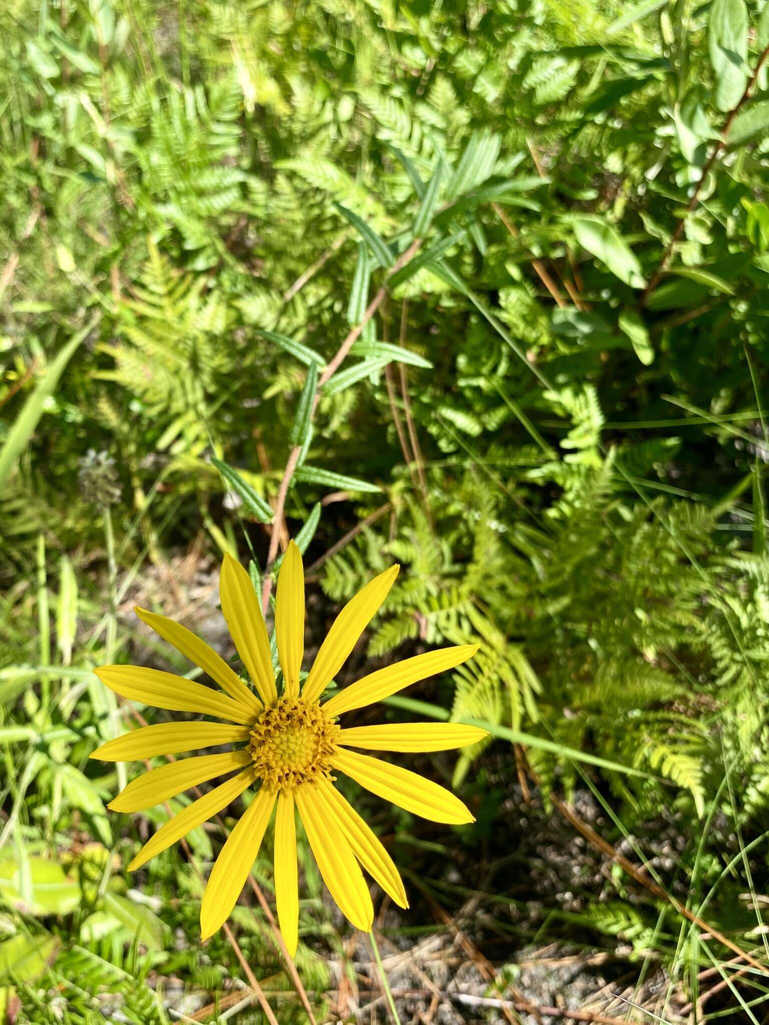 Imagem de Phoebanthus grandiflora (Torr. & A. Gray) Blake