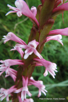 Image de Satyrium macrophyllum Lindl.