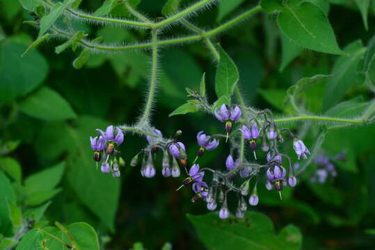 Image of Solanum lyratum Thunb.