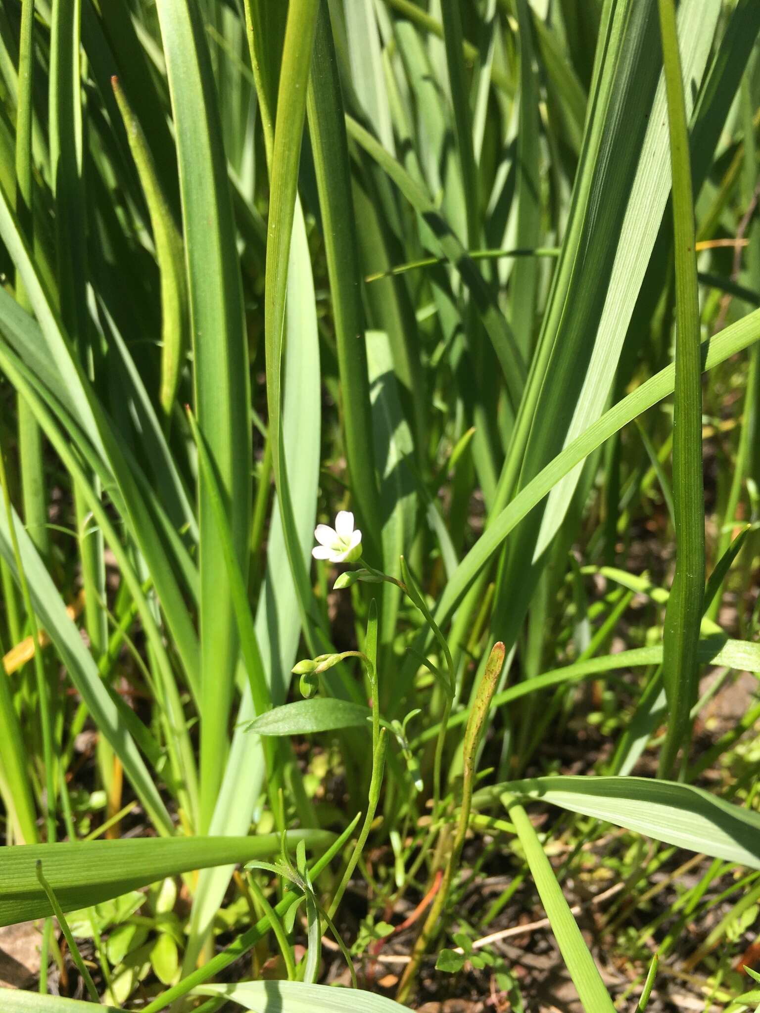 Image of narrowleaf minerslettuce