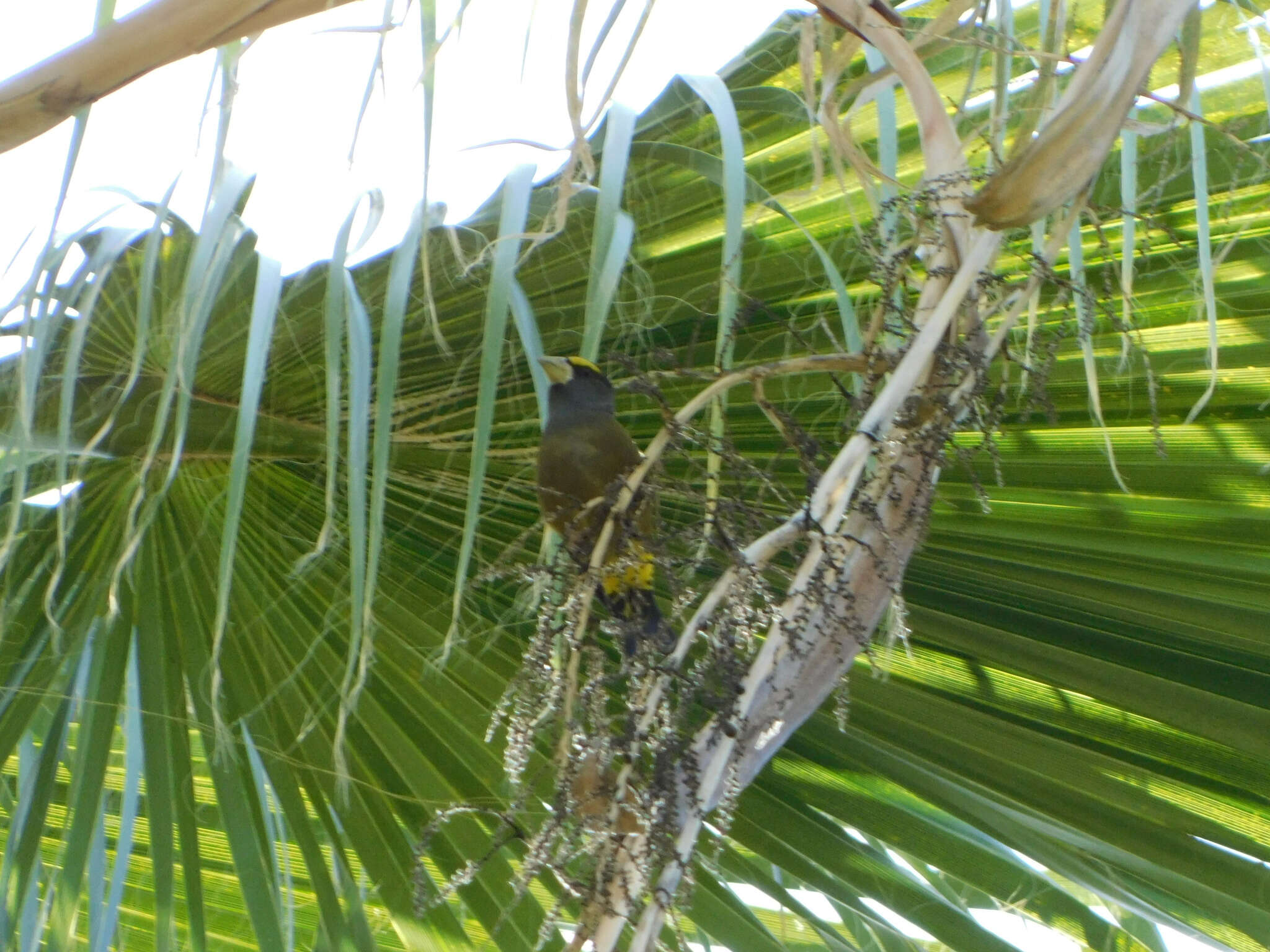 Coccothraustes vespertinus brooksi的圖片