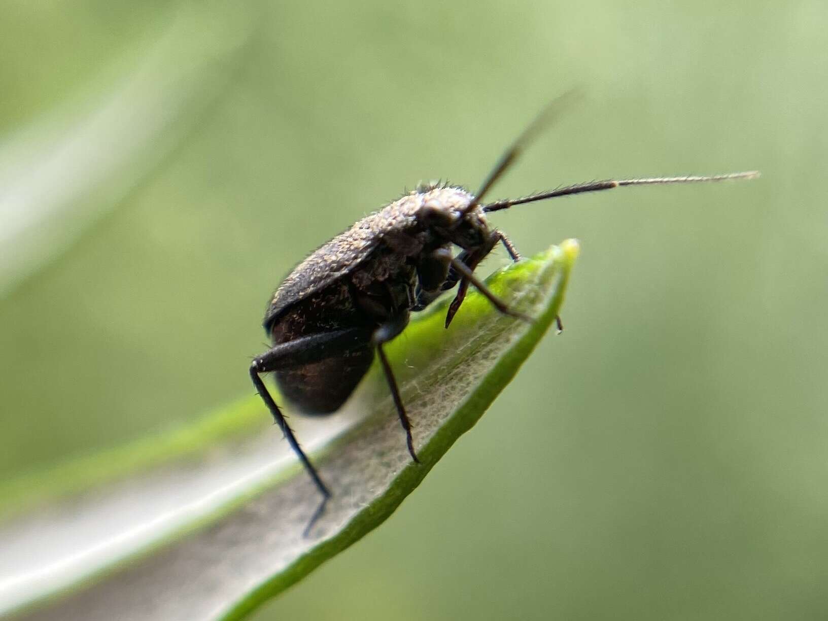 Слика од Orthocephalus coriaceus (Fabricius 1777)