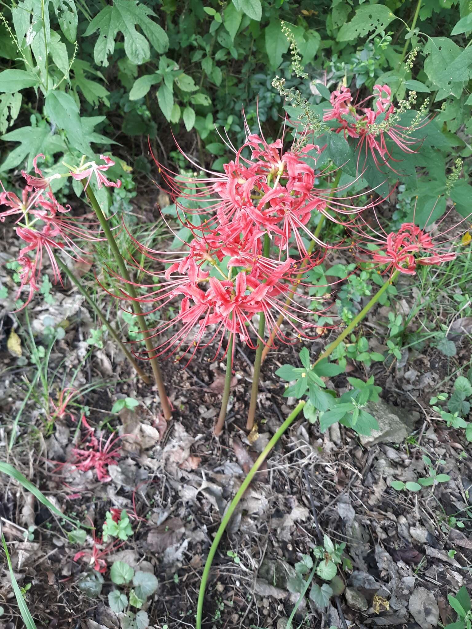 Image of lycoris