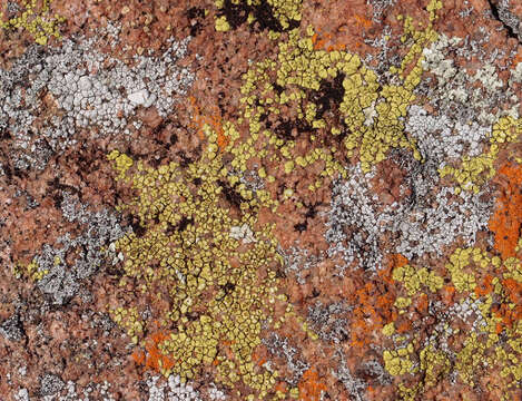 Image of Gold cobblestone lichen