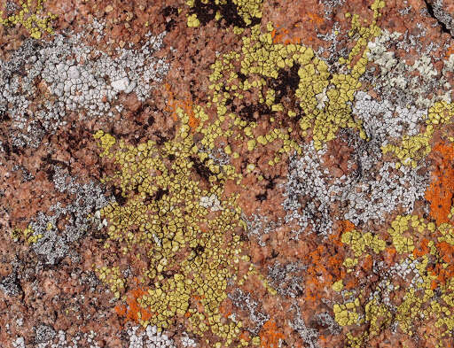 Image of Gold cobblestone lichen