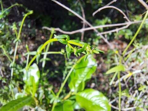 Plancia ëd Galium trichocarpum DC.