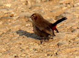 Image of Indian Robin