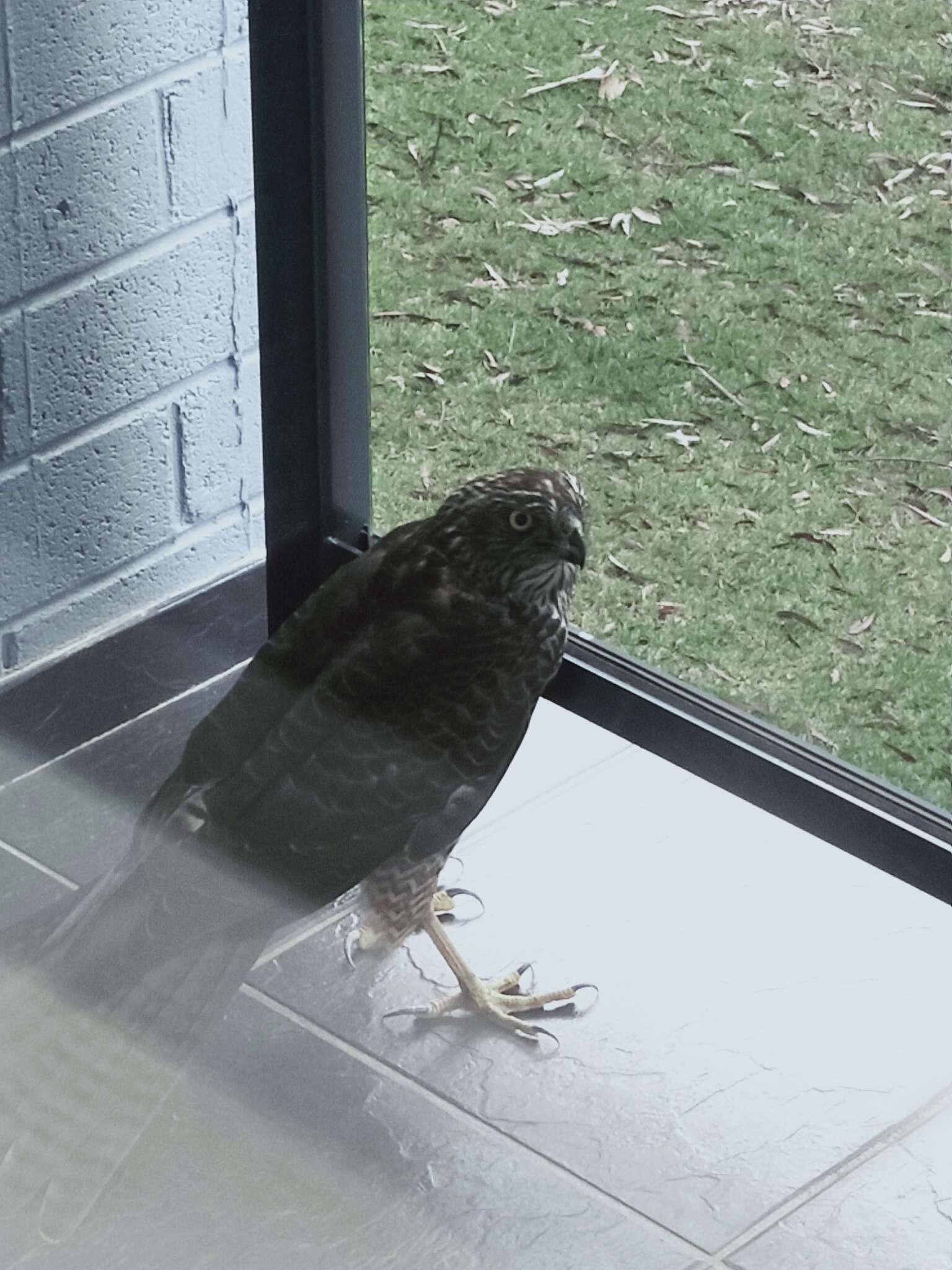 Image of Collared Sparrowhawk