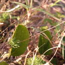 Image of Euryops leiocarpus (DC.) B. Nordenst.