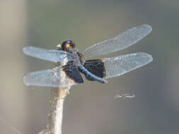 Image of Erythrodiplax latimaculata Ris 1911