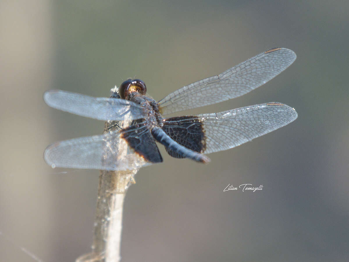 Image of Erythrodiplax latimaculata Ris 1911