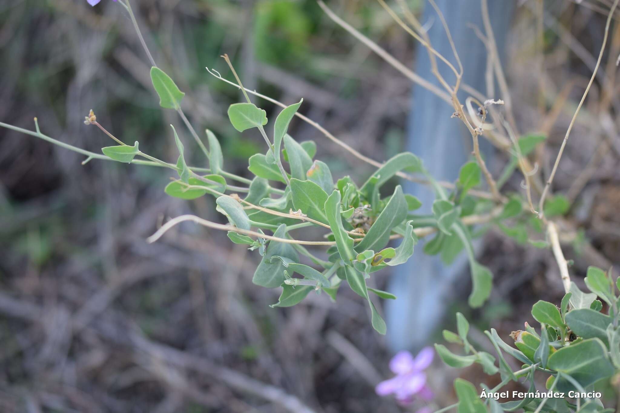 Image of mustard