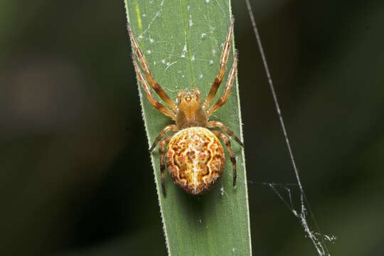 Image of Salsa brisbanae (L. Koch 1867)