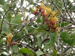 Imagem de Psittacanthus cucullaris (Lam.) G. Don