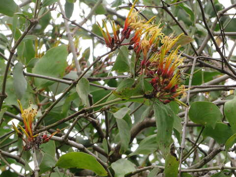 Image of Psittacanthus cucullaris (Lam.) G. Don