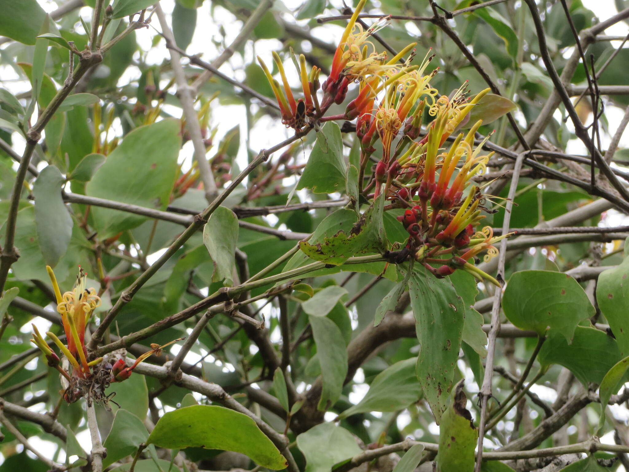 Imagem de Psittacanthus cucullaris (Lam.) G. Don