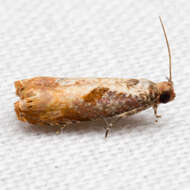 Image of Maple Leaftier Moth