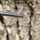 Coenagrion ponticum (Bartenev 1929) resmi