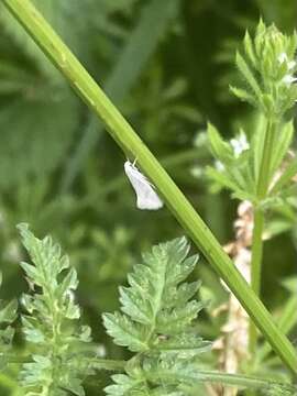 Image of Elachista argentella Clerck