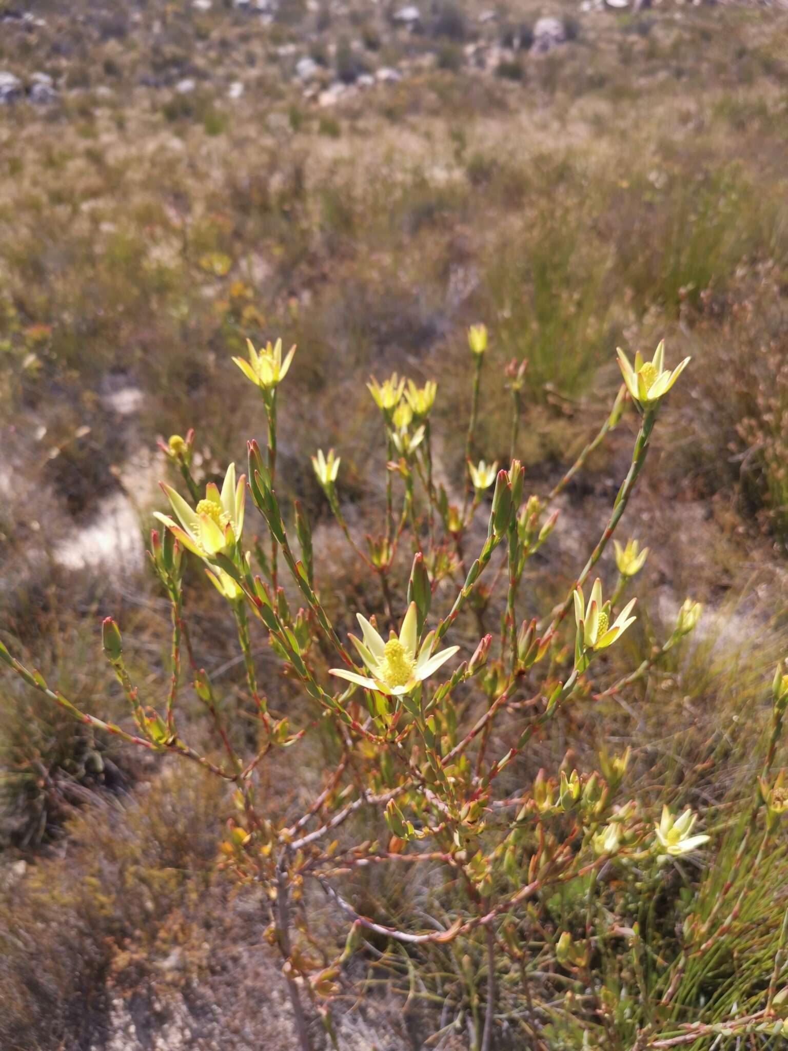 Image of Leucadendron diemontianum I. J. M. Williams