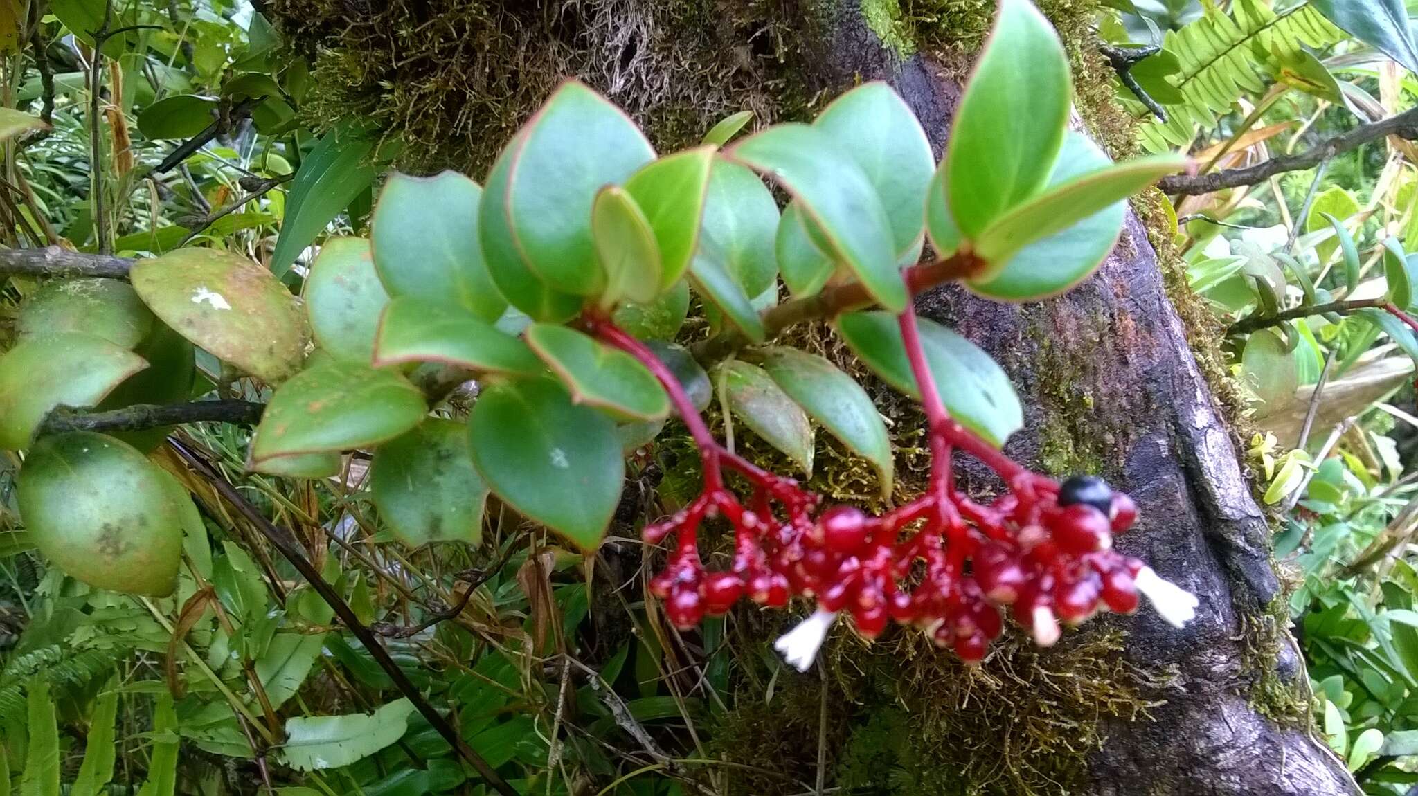 Image of Guadalupe wild coffee