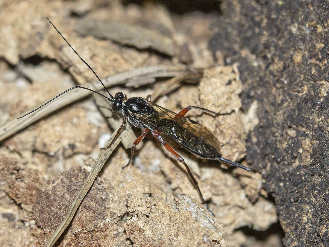 Imagem de Pimpla turionellae (Linnaeus 1758)