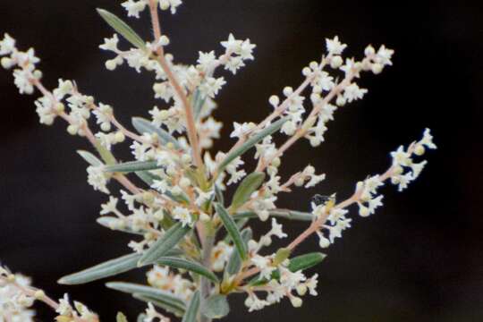 Image of Trymalium ledifolium Fenzl