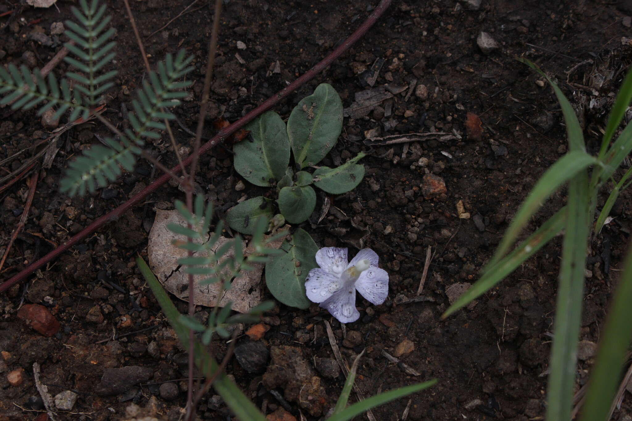 Brunoniella acaulis (R. Br.) Bremek.的圖片