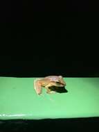 Image of Noble's Robber Frog
