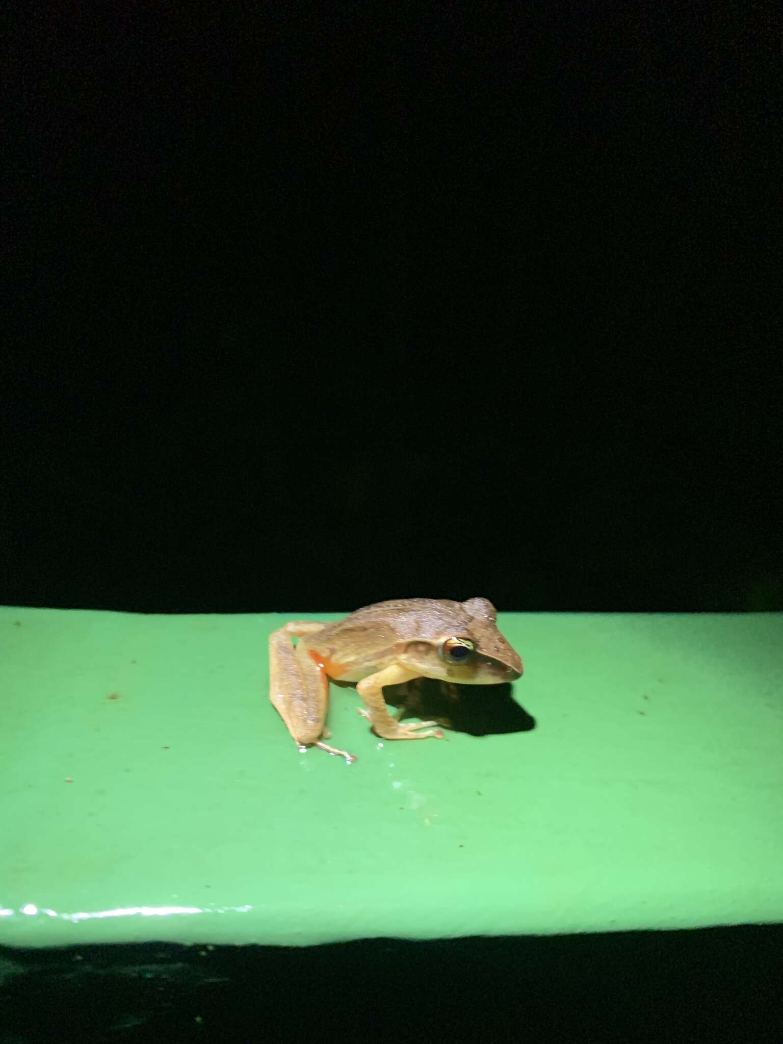 Image of Noble's Robber Frog