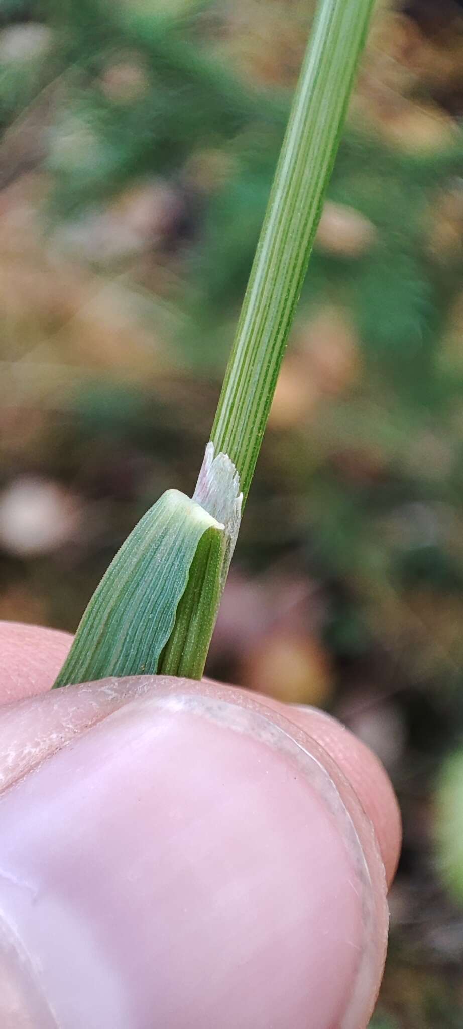 Image of Lapland Reedgrass