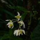 Dendrobium nanum Hook. fil. resmi